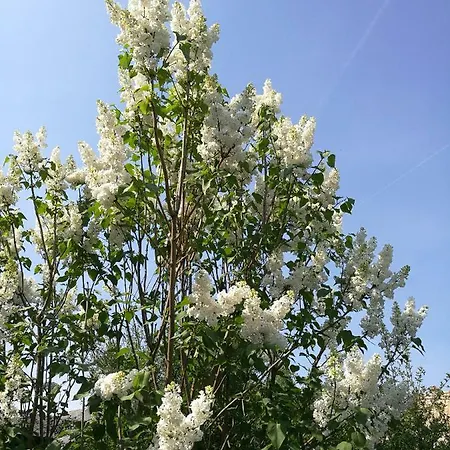 Apartment Le Cigogneau-studio Alcove Au Calme *